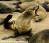 Cape Bridgewater - Seal colony at Seal Rocks